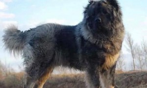 俄罗斯大型犬高加索