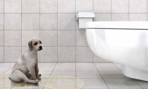 怎样让狗狗去卫生间大小便