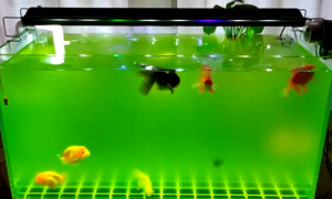 怎么让鱼缸水清澈透亮