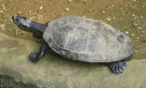 肯尼亚侧颈龟种龟