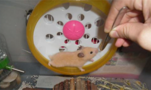 用矿泉水瓶自制一个仓鼠跑轮