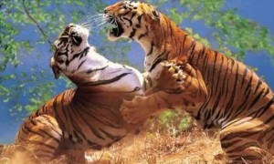 老虎长大后会攻击自己母亲吗