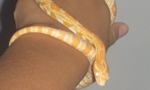 宠物蛇专卖网玉米蛇