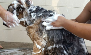禧艾大师宠物洗发水除臭吗