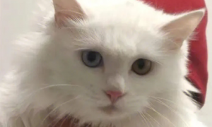 白色异瞳猫有什么缺陷