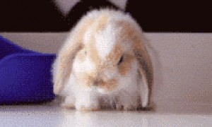 兔子晕了是什么表现