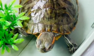 巴西龟能和其他乌龟一起养吗