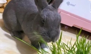 喂兔子的草都有哪些图片