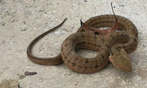 蛇是中国几级保护动物