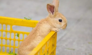 哪种兔子聪明粘人