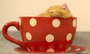 茶杯猫为什么叫茶杯猫