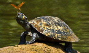 亚马逊彩龟和巴西龟的区别