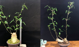 小叶簕竹的养殖方法和注意事项