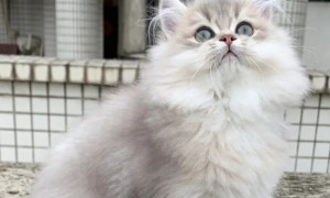 英国长毛猫图片多少钱一只
