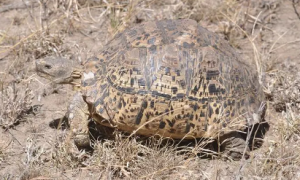 豹纹龟属于国家几类保护动物