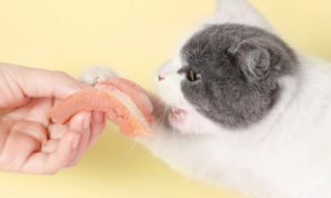 猫享猫粮6种鱼价格
