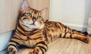 豹纹猫叫什么