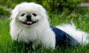 中国犬种有哪些品种
