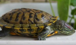 巴西龟喜欢吃什么