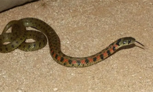 重庆最常见的蛇