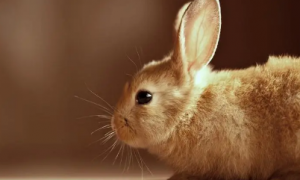 兔子毛色遗传图解