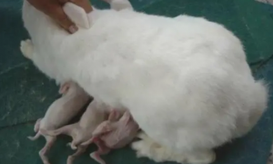 兔子怀孕多久生产