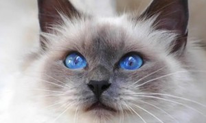 蓝眼睛的猫稀有吗