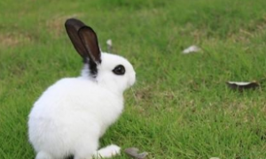 兔子几个月长大成年