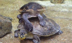 新几内亚龟好养吗