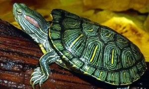 巴西龟白眼病能自愈吗