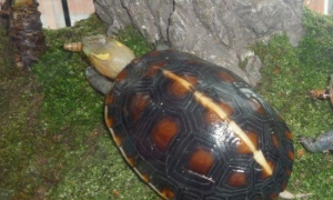 夹板龟为什么叫克蛇龟
