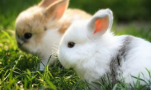 兔子饲料多少钱一斤