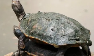 斯里兰卡黑山龟怎么养