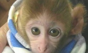 袖珍石猴可以合法饲养吗
