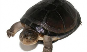 东非侧颈龟是闭壳龟吗