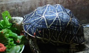 巨型吃菜龟吃什么