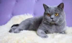 英短明明是灰色为什么叫蓝猫