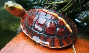 半水龟和水龟的区别