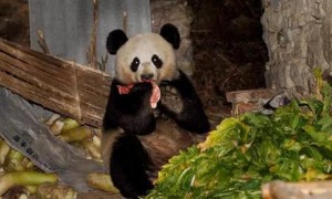 熊猫吃肉吗