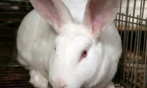 兔子的鼻子为什么一直动