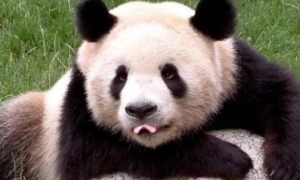大熊猫爱吃的五种食物