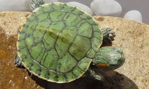巴西龟龟壳扁平怎么回事