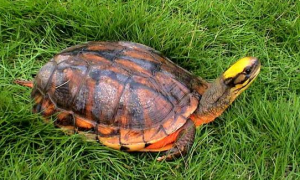 金线龟是国家几级保护动物