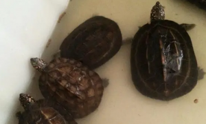 斯里兰卡黑山龟腐甲