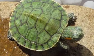 巴西龟冬眠到几月份结束