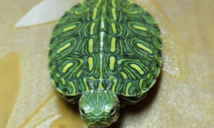 格兰德彩龟怎么养活
