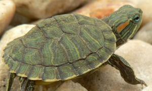 巴西龟与珍珠龟的区别