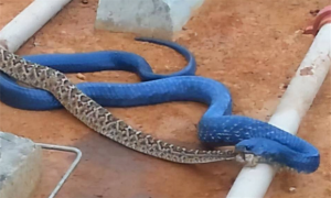 蓝色宠物蛇叫什么