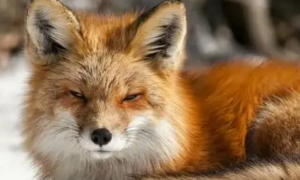 狐狸的寿命最长能活多少年