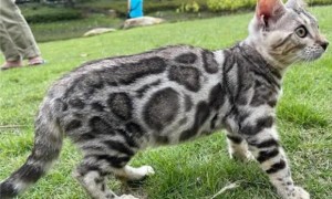 孟加拉豹猫怎么看纯不纯